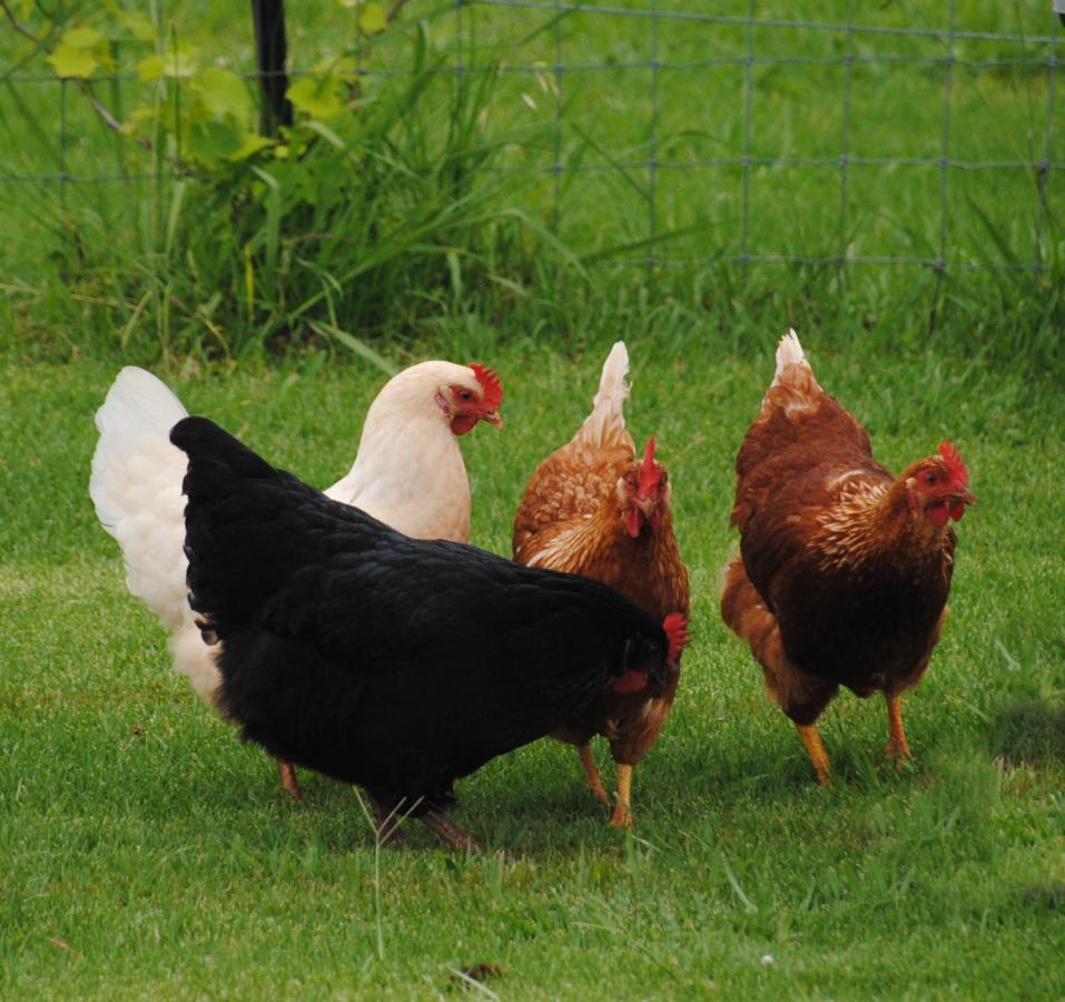 Beechmont Green Acres B&B المظهر الخارجي الصورة